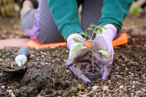 TREE PLANTING BY VOLUNTEER GROUP