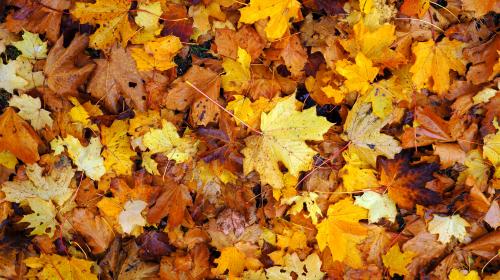 SINGLETON WOODLAND VOLUNTEER GROUP