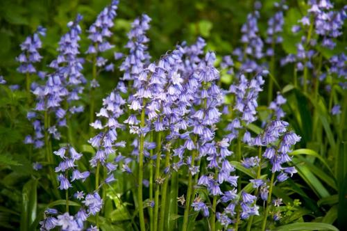 WOODLAND WALKS